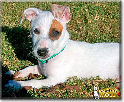Molli, the Dog of the Day Molli, the Dog of the Day