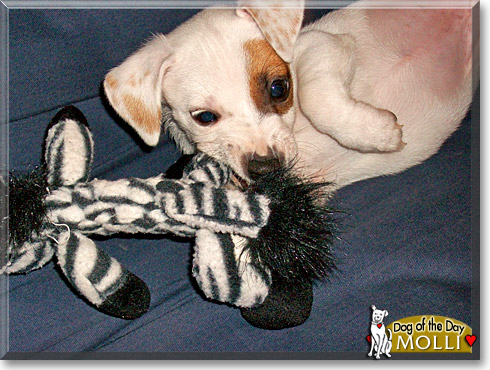 Molli, the Dog of the Day Molli, the Dog of the Day