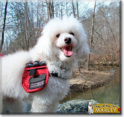 Marley, the Dog of the Day Marley, the Dog of the Day