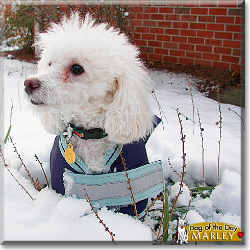 Marley, the Dog of the Day Marley, the Dog of the Day