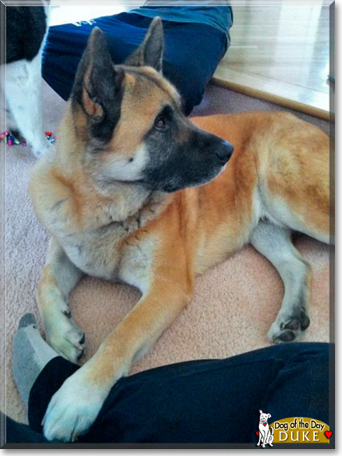 Duke, the Dog of the Day Duke, the Dog of the Day
