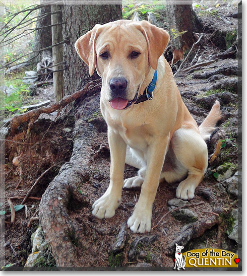 Quentin, the Dog of the Day Quentin, the Dog of the Day