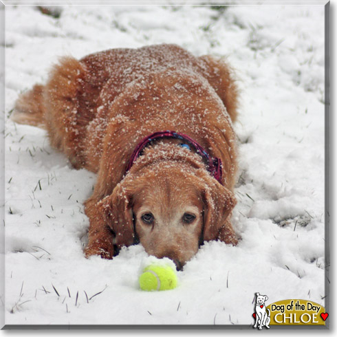 Chloe, the Dog of the Day