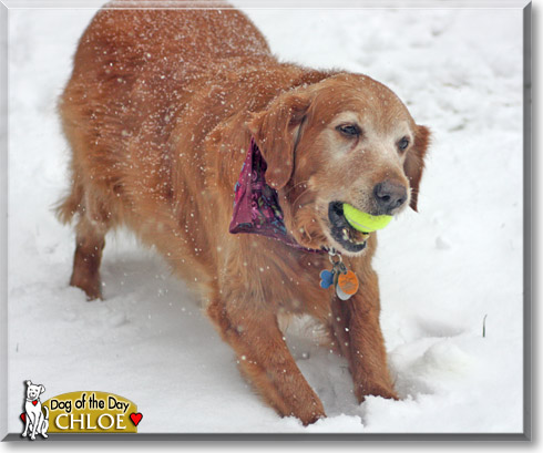 Chloe, the Dog of the Day