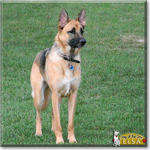 Elsa, the Dog of the Day