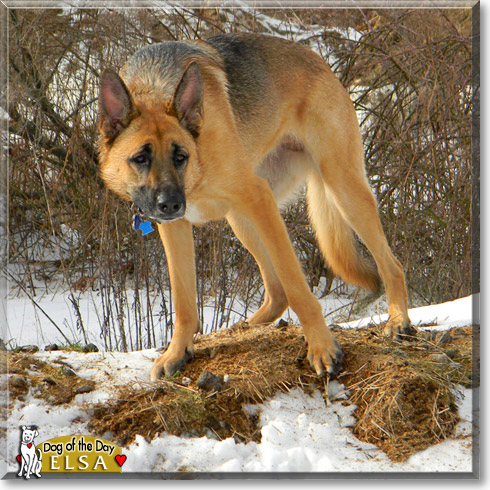 Elsa, the Dog of the Day
