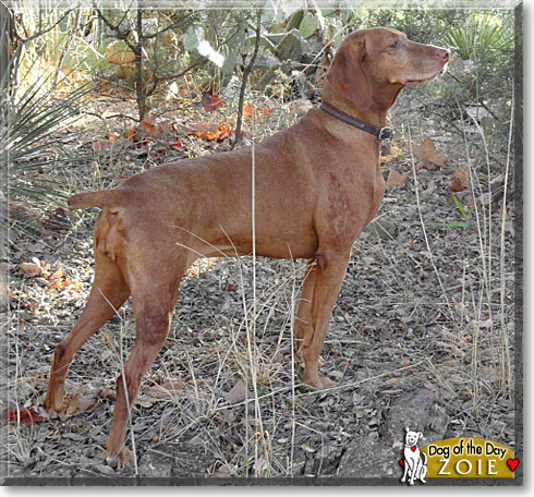 Zoie, the Dog of the Day