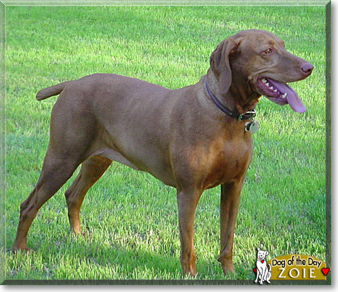 Zoie, the Dog of the Day