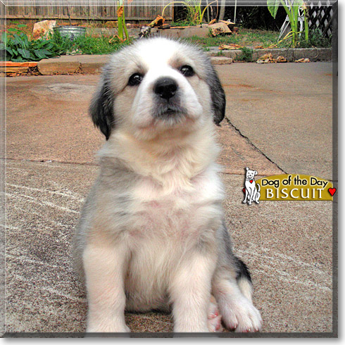 great pyrenees collie