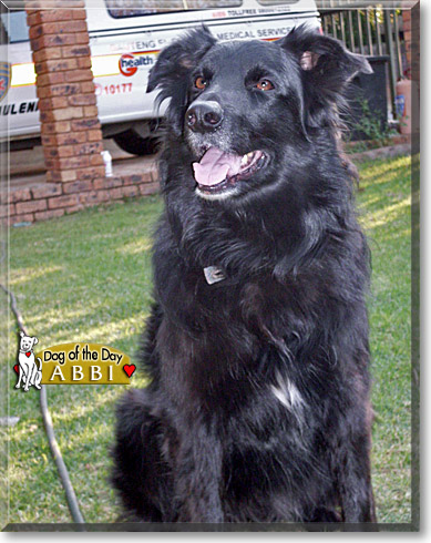 Abbi, the Dog of the Day