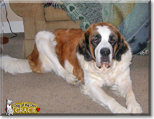 Gracie, the Dog of the Day
