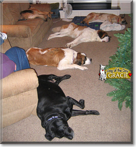 Gracie, the Dog of the Day