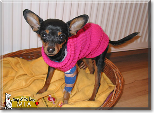 Mia, the Dog of the Day