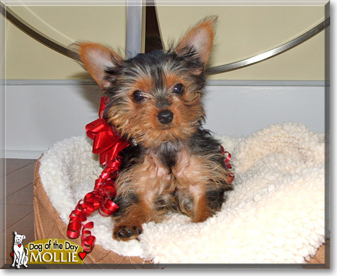 Mollie, the Dog of the Day