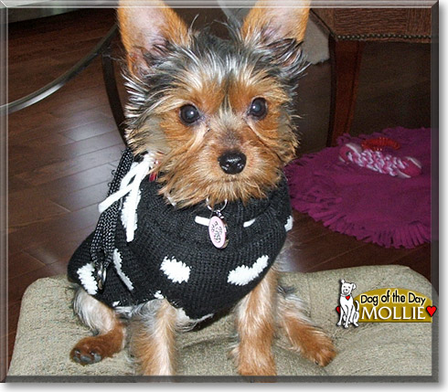 Mollie, the Dog of the Day