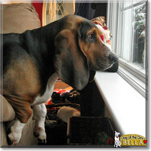 Bella, the Dog of the Day
