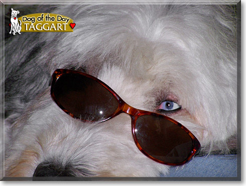 Taggart, the Dog of the Day