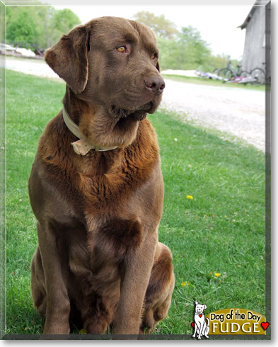Fudge, the Dog of the Day