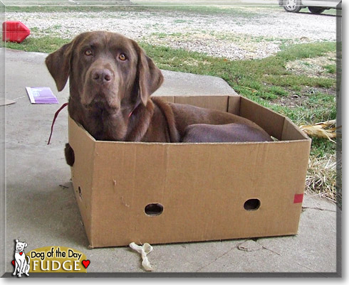 Fudge, the Dog of the Day
