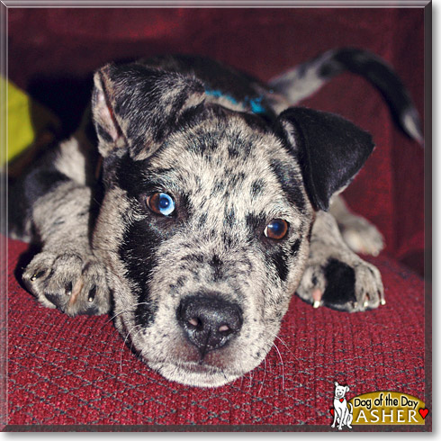 Asher, the Dog of the Day