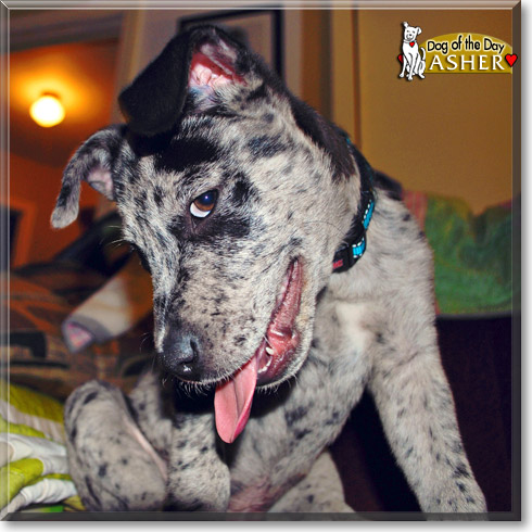 Asher, the Dog of the Day