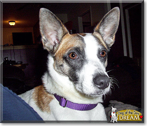 Dream, the Dog of the Day