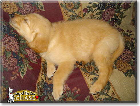Chase, the Dog of the Day