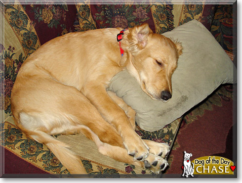 Chase, the Dog of the Day