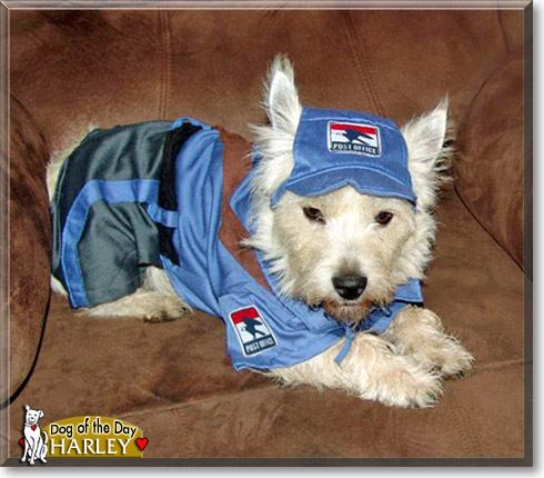 Harley, the Dog of the Day