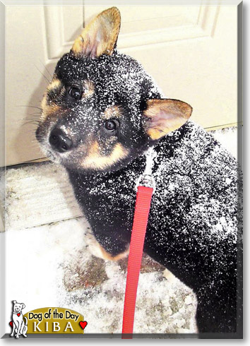 Kiba, the Dog of the Day