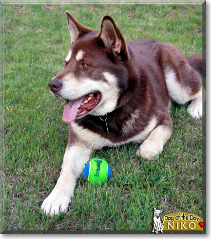 Niko, the Dog of the Day
