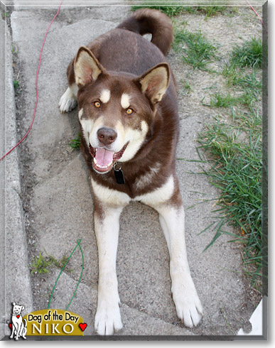 Niko, the Dog of the Day