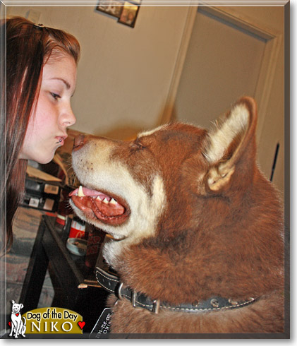 Niko, the Dog of the Day