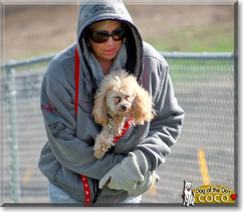 Coco, the Dog of the Day