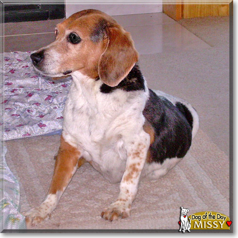 Missy, the Dog of the Day