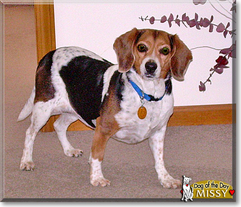 Missy, the Dog of the Day