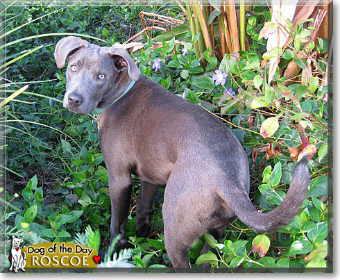 Roscoe, the Dog of the Day