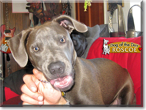 Roscoe, the Dog of the Day