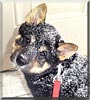 Kiba
