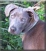 Roscoe