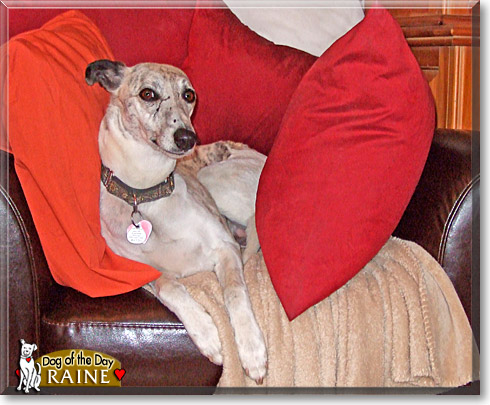 Raine, the Dog of the Day