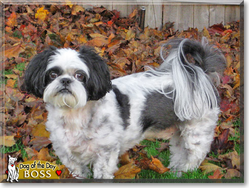 Boss, the Dog of the Day