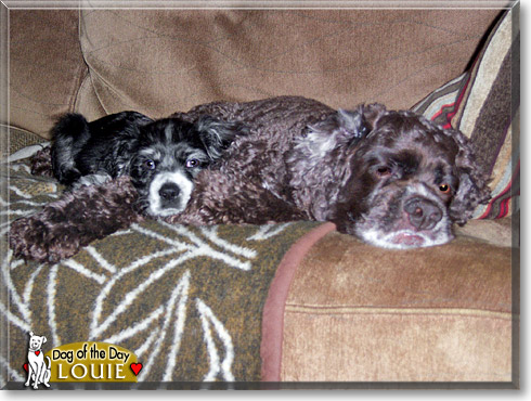 Louie, the Dog of the Day