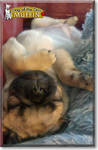 Muffin, the Dog of the Day