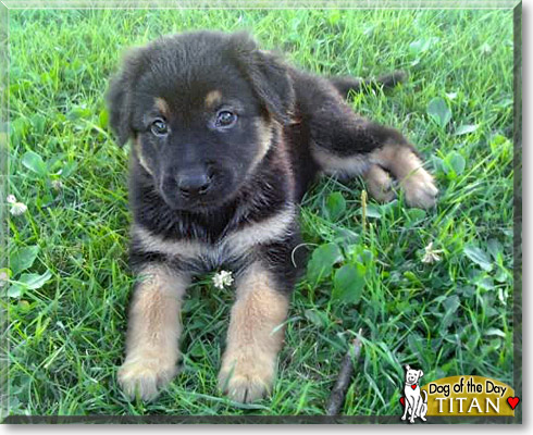 Titan, the Dog of the Day