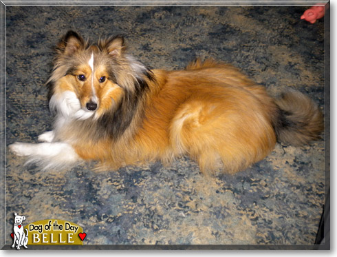 Belle, the Dog of the Day