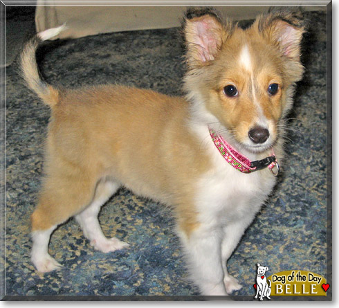 Belle, the Dog of the Day