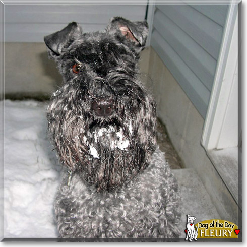 Fleury, the Dog of the Day Fleury, the Dog of the Day