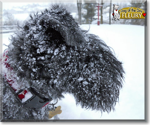 Fleury, the Dog of the Day Fleury, the Dog of the Day