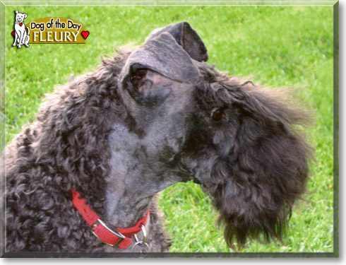 Fleury, the Dog of the Day Fleury, the Dog of the Day